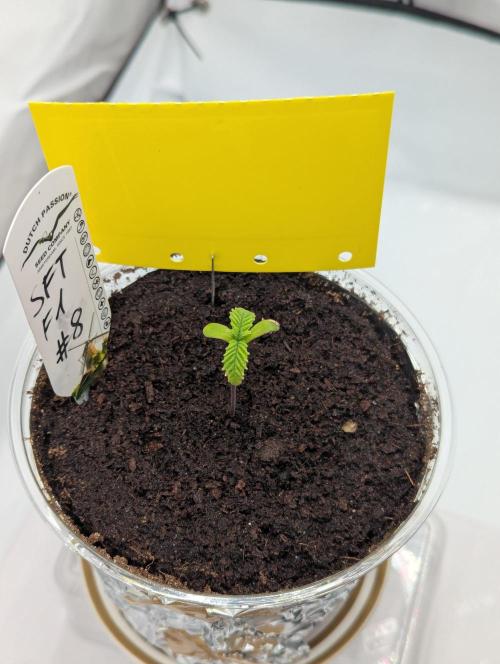 #8 Sour Fruit Tartare. Week 2 - Anfang Woche 2