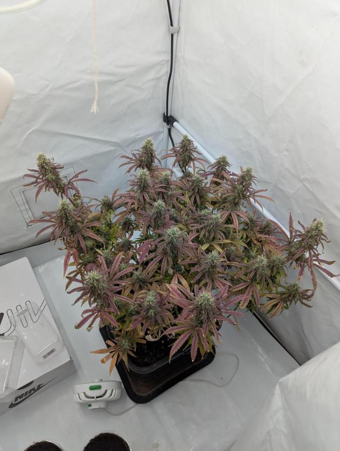 Super Boof feat. Auto Euforia. Week 12