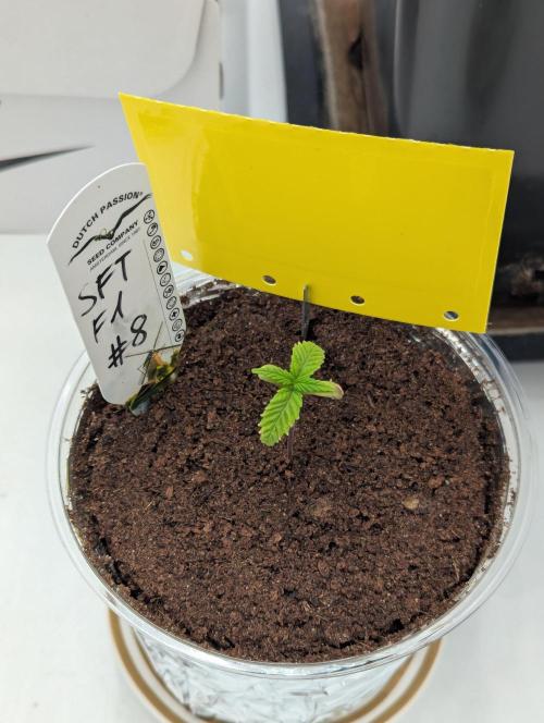 #8 Sour Fruit Tartare. Week 2