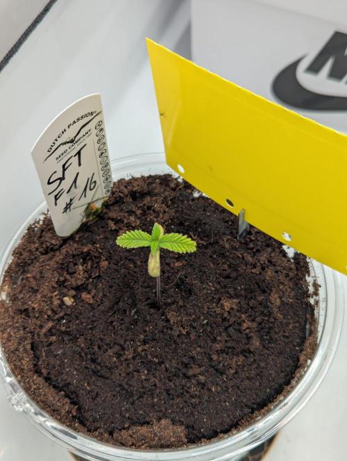 #16 Sour Fruit Tartare. Week 2 - Anfang Woche 2