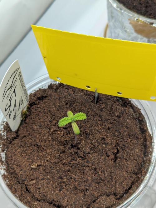 #16 Sour Fruit Tartare. Week 1 - Tag 6