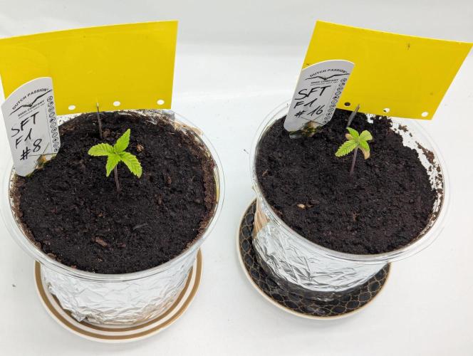 #16 Sour Fruit Tartare. Week 2