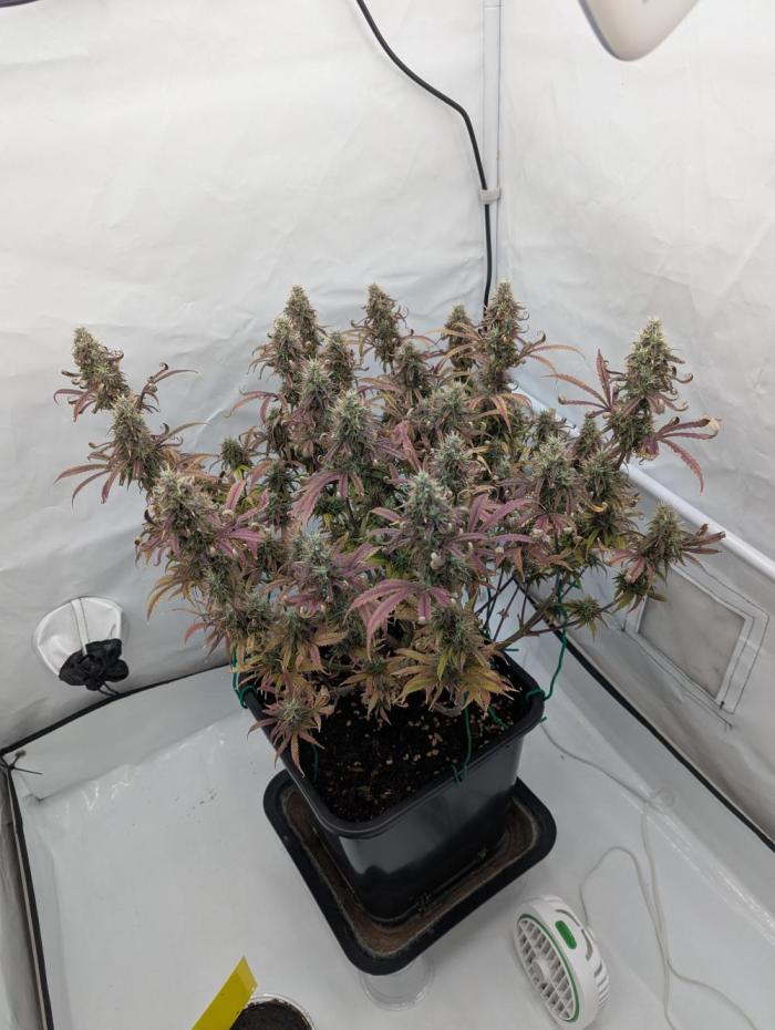 Super Boof feat. Auto Euforia. Week 13 - Anfang Woche 13