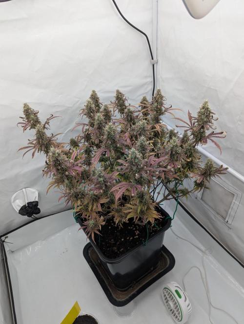 Super Boof feat. Auto Euforia. Week 13 - Anfang Woche 13