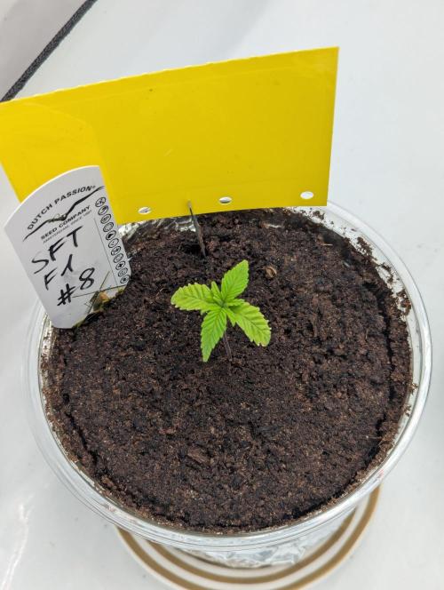 #8 Sour Fruit Tartare. Week 2 - Ende Woche 2