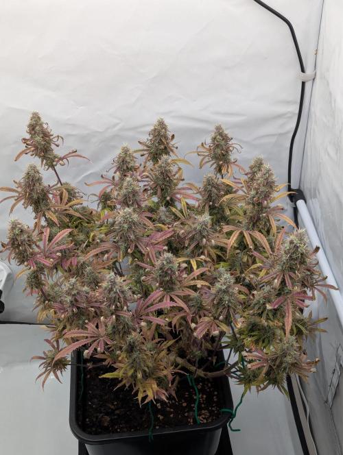 Super Boof feat. Auto Euforia. Week 13 - Mitte Woche 13