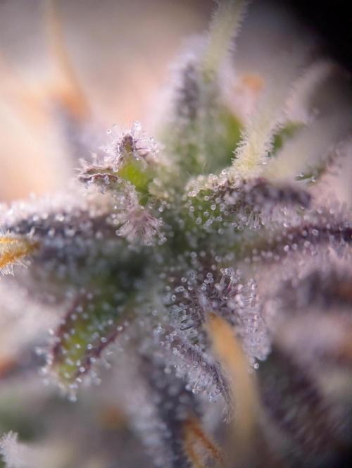 Super Boof feat. Auto Euforia. Week 13