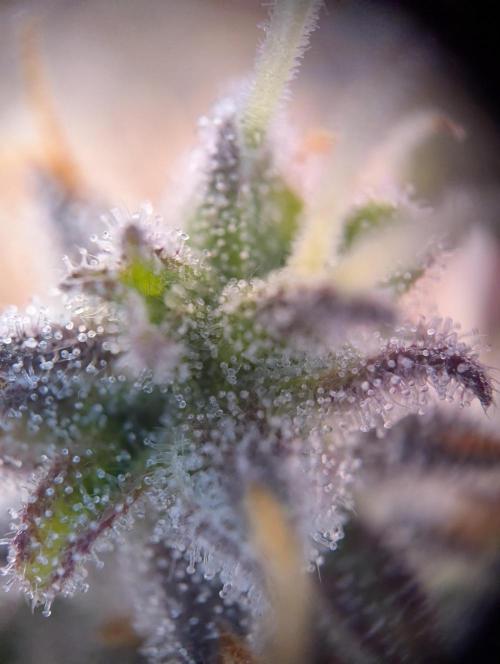 Super Boof feat. Auto Euforia. Week 13