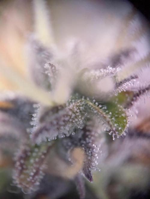 Super Boof feat. Auto Euforia. Week 13