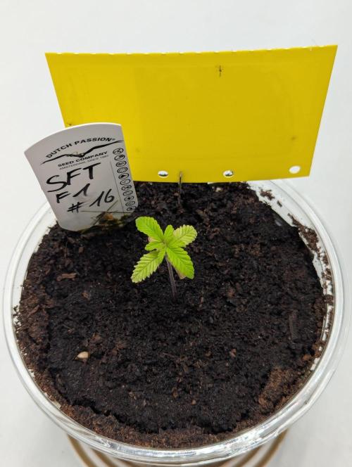 #16 Sour Fruit Tartare. Week 3 - Anfang Woche 3