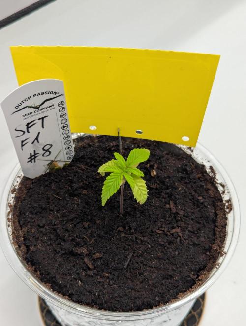 #8 Sour Fruit Tartare. Week 3 - Anfang Woche 3