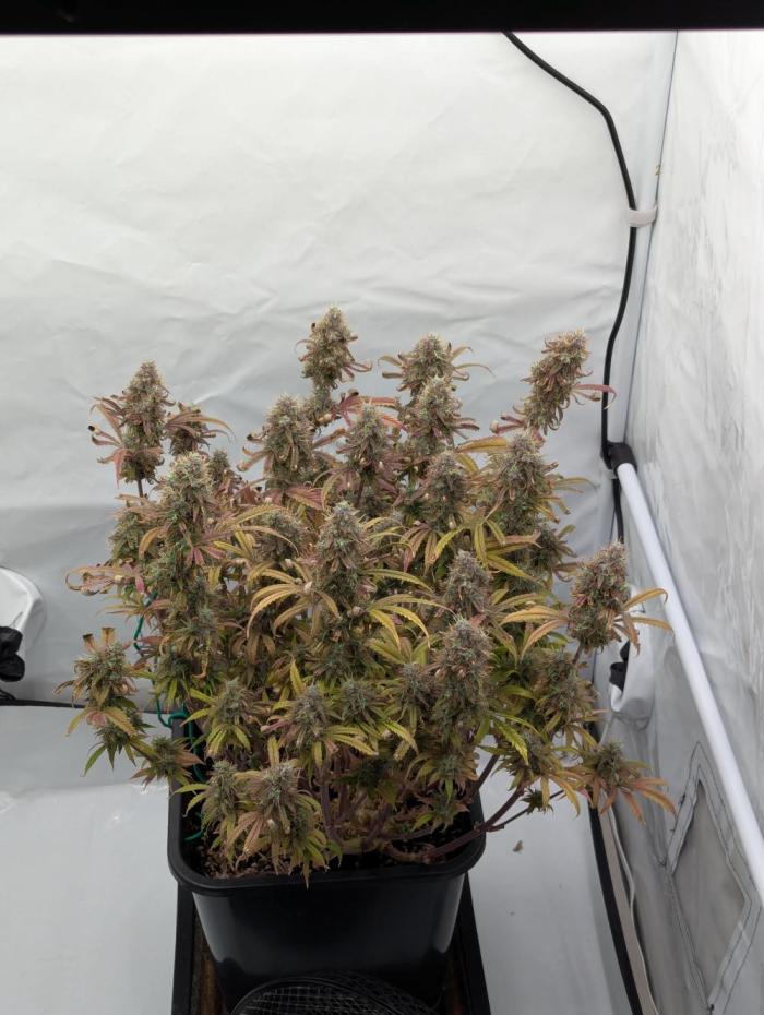 Super Boof feat. Auto Euforia. Week 14 - Anfang Woche 14