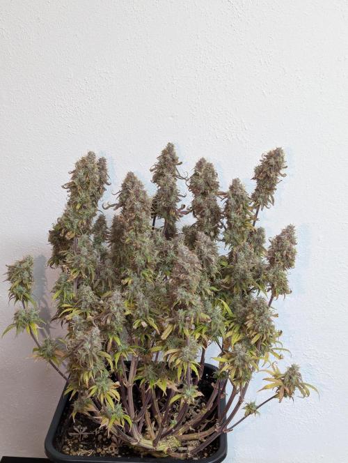 Super Boof feat. Auto Euforia. Week 14