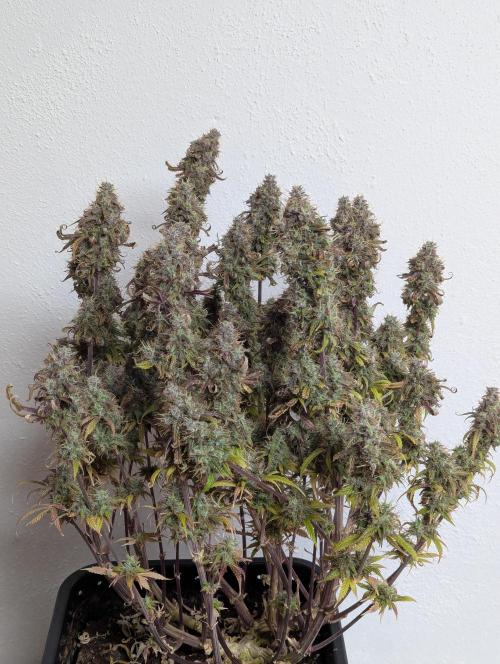 Super Boof feat. Auto Euforia. Week 14