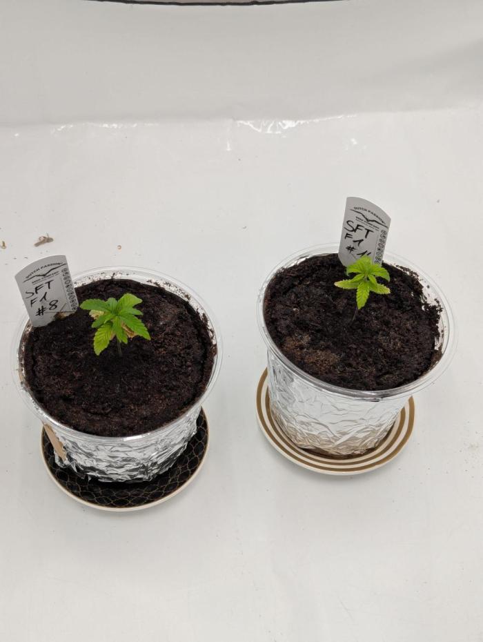 #8 Sour Fruit Tartare. Week 4