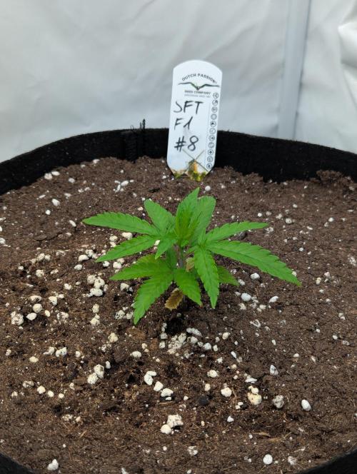 #8 Sour Fruit Tartare. Week 4 - Ende Woche 4