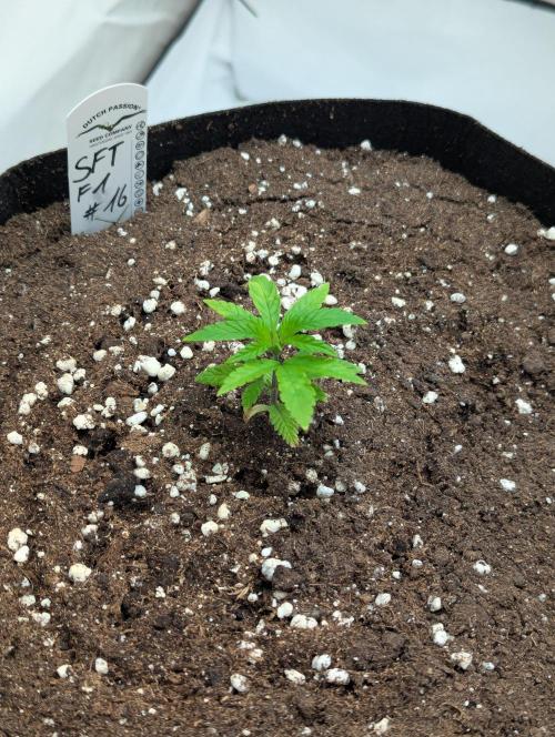 #16 Sour Fruit Tartare. Week 4 - Ende Woche 4