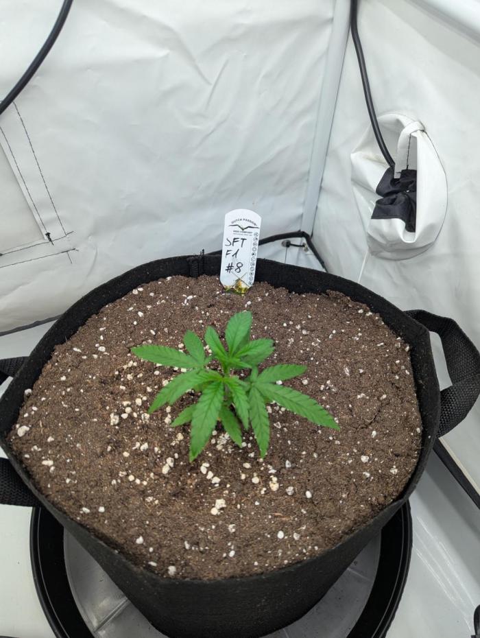 #8 Sour Fruit Tartare. Week 5 - Anfang Woche 5