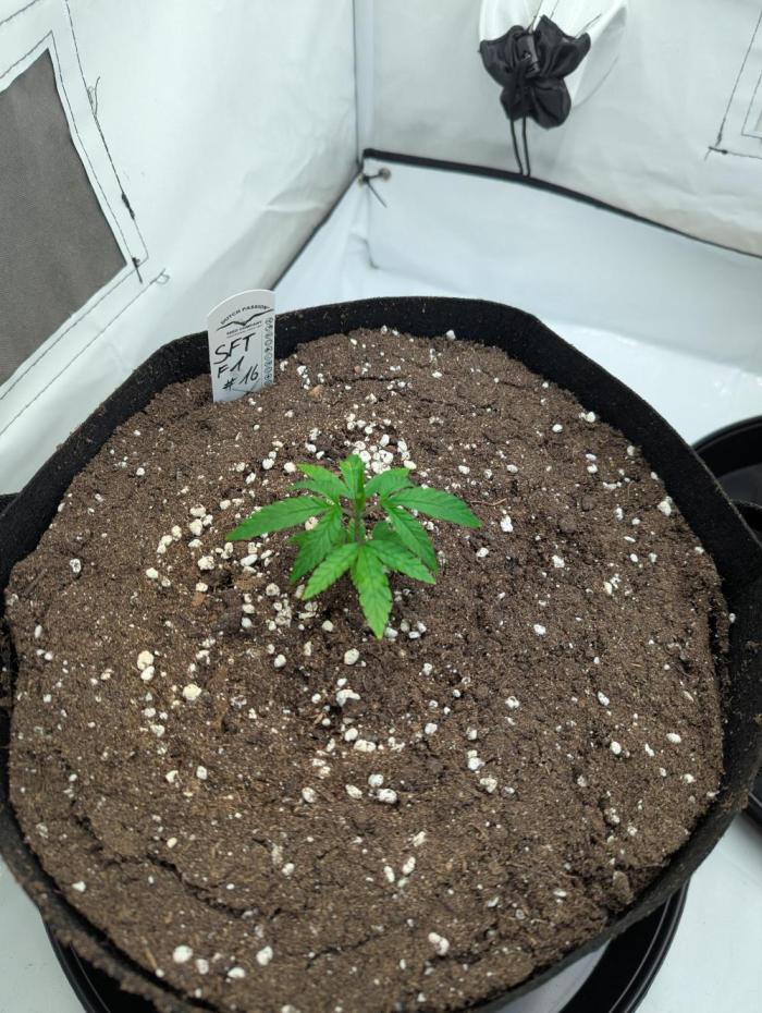 #16 Sour Fruit Tartare. Week 5