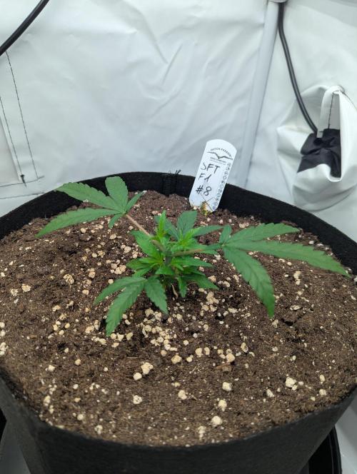 #8 Sour Fruit Tartare. Week 5 - Mitte Woche 5 nach dem toppen