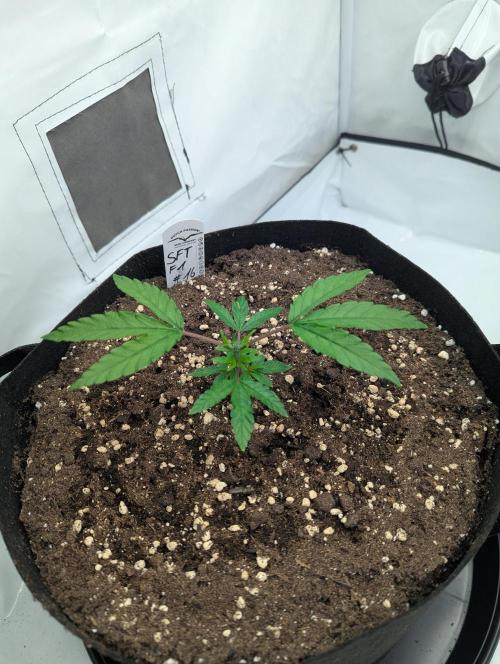 #16 Sour Fruit Tartare. Week 5 - Mitte Woche 5 nach dem toppen