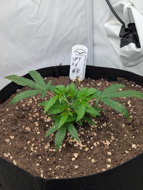 #8 Sour Fruit Tartare. Week 5 - 2 Tage nach dem toppen