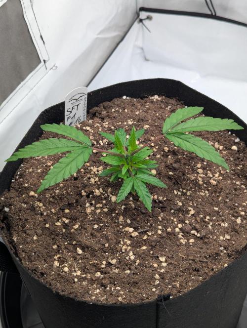 #16 Sour Fruit Tartare. Week 5 - 2 Tage nach dem toppen