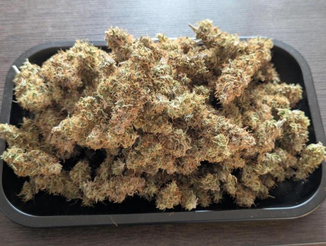 Super Boof feat. Auto Euforia. Week 14 - Sehr schöne Ernte