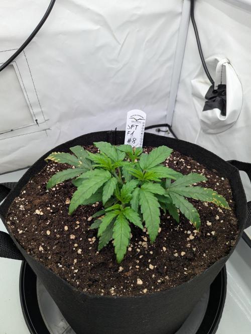 #8 Sour Fruit Tartare. Week 6 - Anfang Woche 6