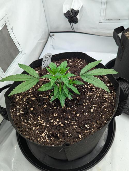 #16 Sour Fruit Tartare. Week 6 - Anfang Woche 6