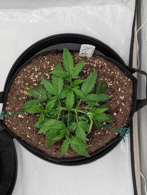 #8 Sour Fruit Tartare. Week 6 - Lst Anfang-Mitte Woche 6