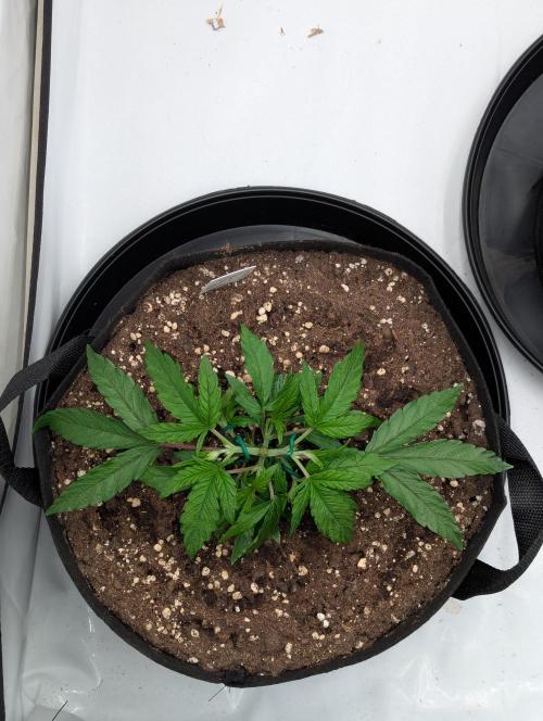 #16 Sour Fruit Tartare. Week 6 - Lst Anfang-Mitte Woche 6 