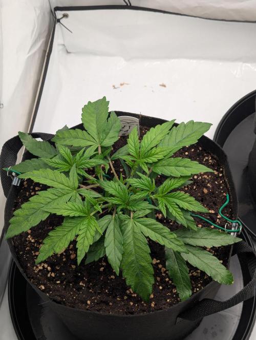 #16 Sour Fruit Tartare. Week 6 - Mitte Woche 6