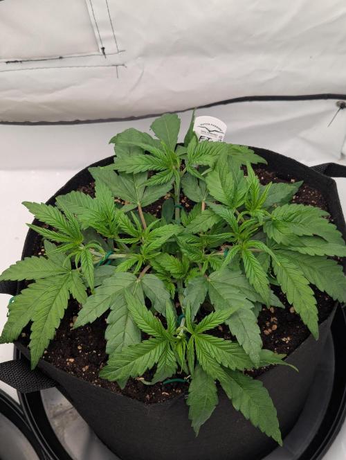 #8 Sour Fruit Tartare. Week 6 - Mitte Woche 6