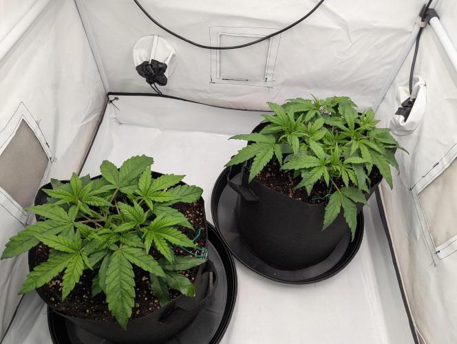 #8 Sour Fruit Tartare. Week 6 - Ende Woche 6
Links #16 Rechts #8