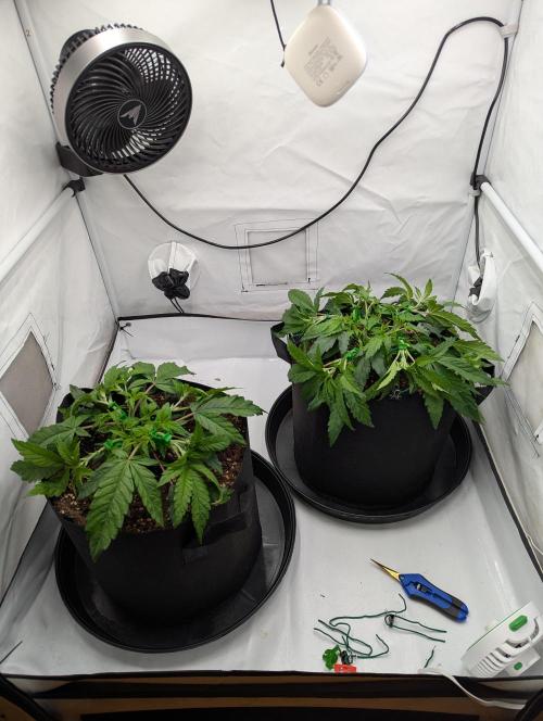 #16 Sour Fruit Tartare. Week 7 - Anfang Woche 7
Links #16 Rechts #8