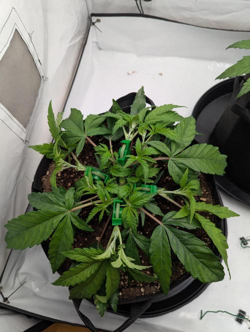 #16 Sour Fruit Tartare. Week 7 - Anfang Woche 7