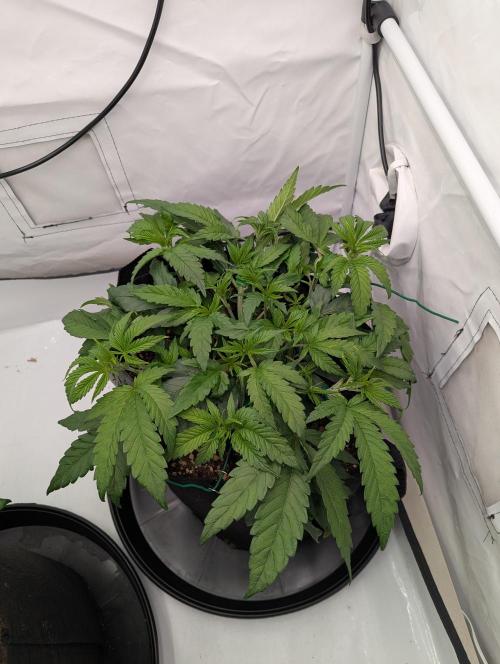 #8 Sour Fruit Tartare. Week 7 - Anfang Woche 7 
(1 Tag nach Lst)