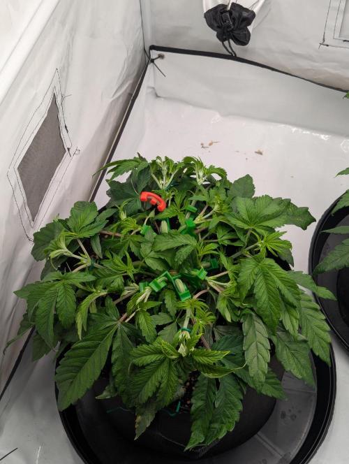 #16 Sour Fruit Tartare. Week 7 - Lst Anpassung Mitte Woche 7