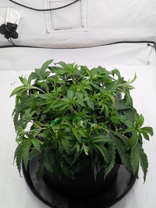 #8 Sour Fruit Tartare. Week 7 - Lst Anpassung Mitte Woche 7