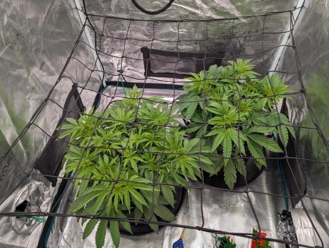 #8 Sour Fruit Tartare. Week 8 - Anfang Woche 8