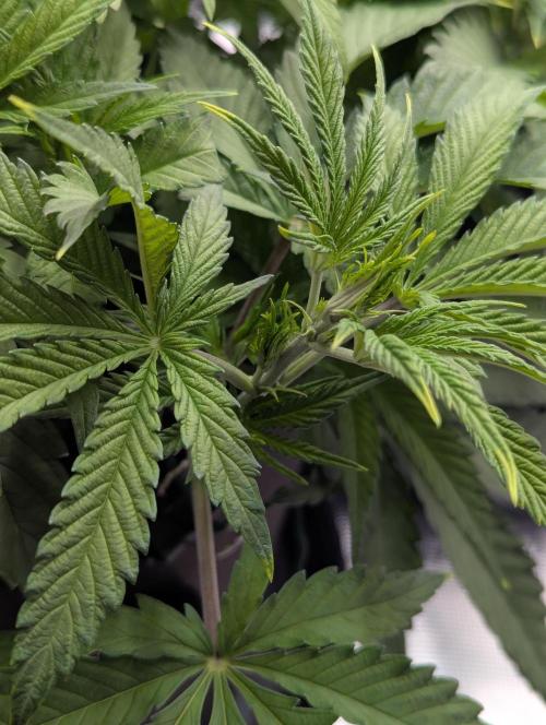 #16 Sour Fruit Tartare. Week 8 - Anfang Woche 8 Geschlechtsmerkmale 