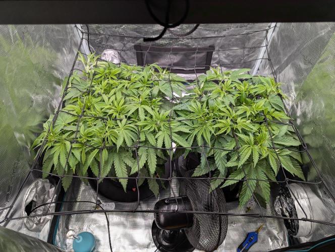 #8 Sour Fruit Tartare. Week 8 - Mitte Woche 8
Scrog Netz