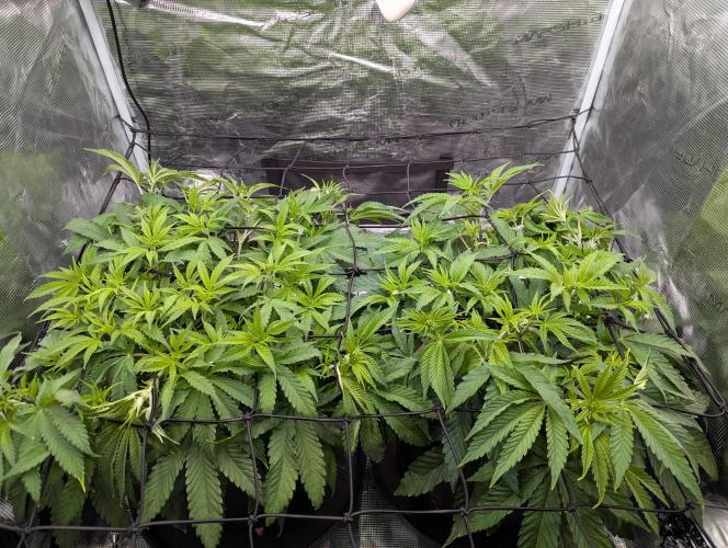 #16 Sour Fruit Tartare. Week 8 - Mitte - Ende Woche 7
Blüte Umstellung 
#8 Links - #18 Rechts