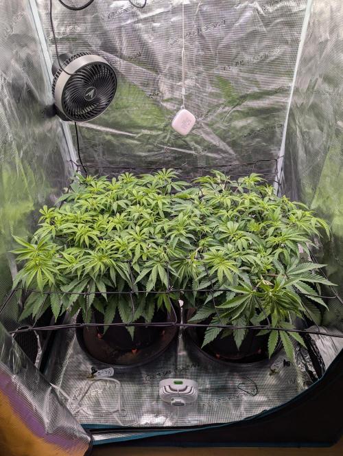 #8 Sour Fruit Tartare. Week 9 - Anfang Woche 9
Links #8 - Rechts #16