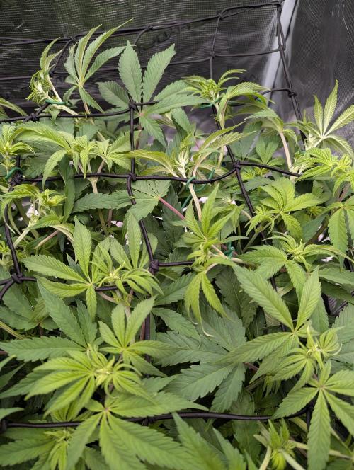 #16 Sour Fruit Tartare. Week 9 - Detailbild Scrog