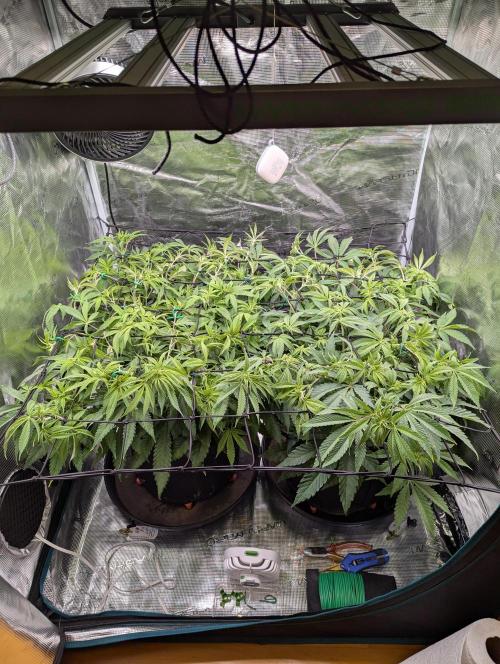 #16 Sour Fruit Tartare. Week 9 - Tag 2 Woche 9