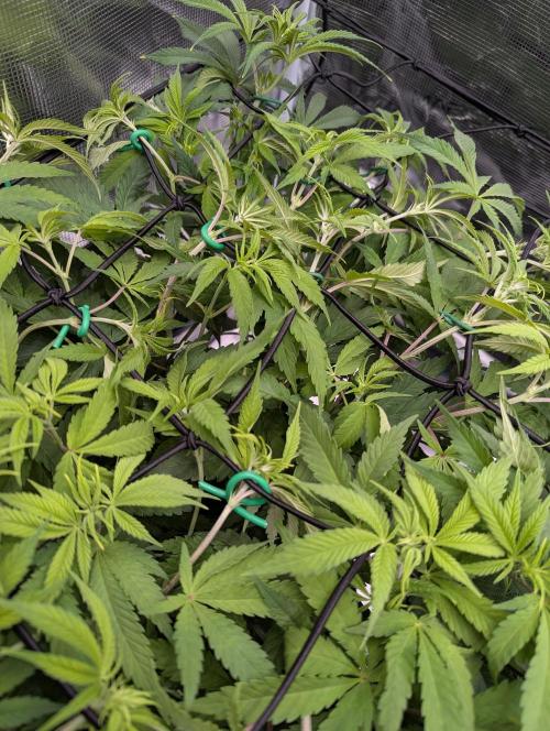 #8 Sour Fruit Tartare. Week 9 - Detailbild Scrog