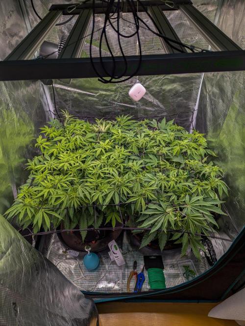 #16 Sour Fruit Tartare. Week 9 - Mitte bis Ende Woche 9