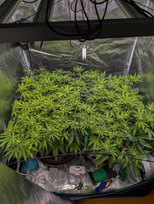 #16 Sour Fruit Tartare. Week 10 - Anfang Woche 10